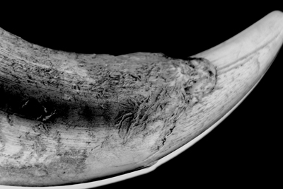 Nature's Persona - Bison Series - Susan Searway Art & Design © 2013